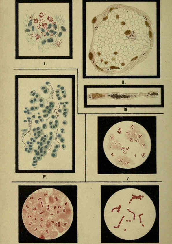 Reproducción/Reproduction 6418481661: Atlas and essentials of bacteriology New York :William Wood & Co.,1897 
