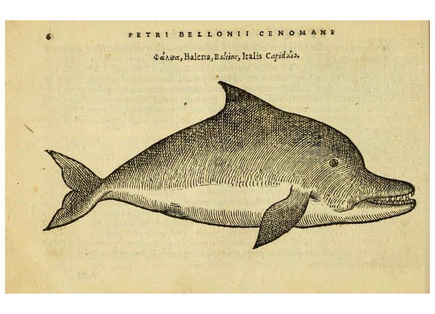 Reproducción/Reproduction 6418668587: Petri Bellonii Cenomani De aquatilibus, libri duo cum [epsilon, iota] conibus ad viuam ipsorum effigiem, quoad eius fieri potuit, expressis ... Parisiis,Apud C. Stephanum,1553