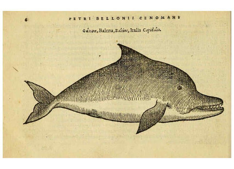 Reproducción/Reproduction 6418668587: Petri Bellonii Cenomani De aquatilibus, libri duo cum [epsilon, iota] conibus ad viuam ipsorum effigiem, quoad eius fieri potuit, expressis ... Parisiis,Apud C. Stephanum,1553
