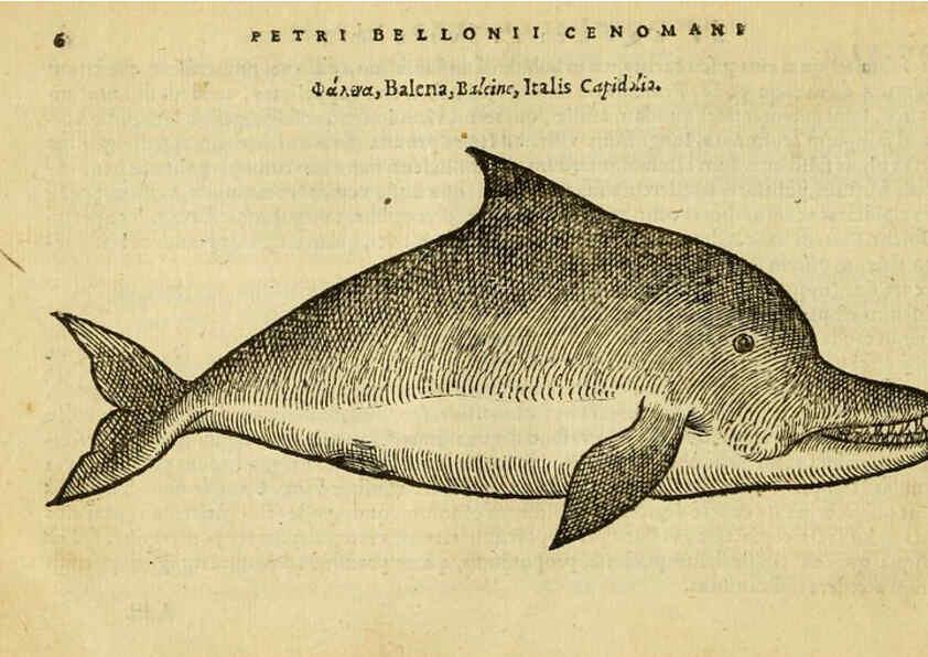 Reproducción/Reproduction 6418668587: Petri Bellonii Cenomani De aquatilibus, libri duo cum [epsilon, iota] conibus ad viuam ipsorum effigiem, quoad eius fieri potuit, expressis ... Parisiis,Apud C. Stephanum,1553