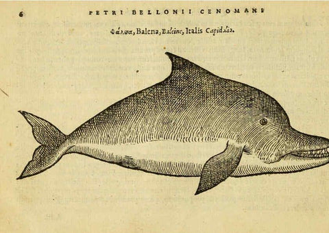 Reproducción/Reproduction 6418668587: Petri Bellonii Cenomani De aquatilibus, libri duo cum [epsilon, iota] conibus ad viuam ipsorum effigiem, quoad eius fieri potuit, expressis ... Parisiis,Apud C. Stephanum,1553