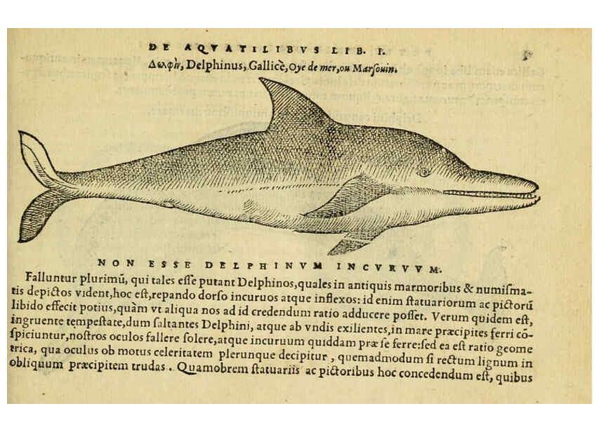 Reproducción/Reproduction 6418669405: Petri Bellonii Cenomani De aquatilibus, libri duo cum [epsilon, iota] conibus ad viuam ipsorum effigiem, quoad eius fieri potuit, expressis ... Parisiis,Apud C. Stephanum,1553