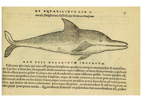 Reproducción/Reproduction 6418669405: Petri Bellonii Cenomani De aquatilibus, libri duo cum [epsilon, iota] conibus ad viuam ipsorum effigiem, quoad eius fieri potuit, expressis ... Parisiis,Apud C. Stephanum,1553