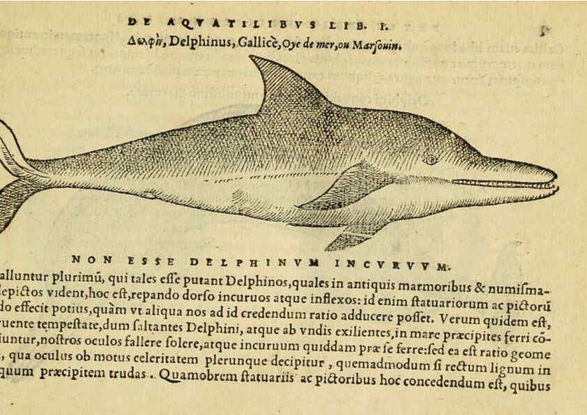 Reproducción/Reproduction 6418669405: Petri Bellonii Cenomani De aquatilibus, libri duo cum [epsilon, iota] conibus ad viuam ipsorum effigiem, quoad eius fieri potuit, expressis ... Parisiis,Apud C. Stephanum,1553