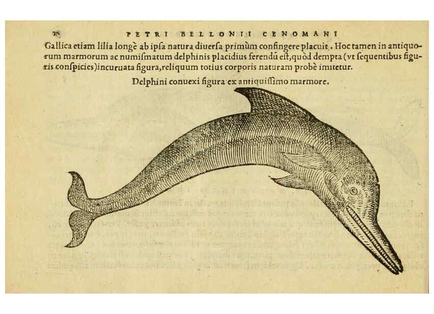 Reproducción/Reproduction 6418669729: Petri Bellonii Cenomani De aquatilibus, libri duo cum [epsilon, iota] conibus ad viuam ipsorum effigiem, quoad eius fieri potuit, expressis ... Parisiis,Apud C. Stephanum,1553