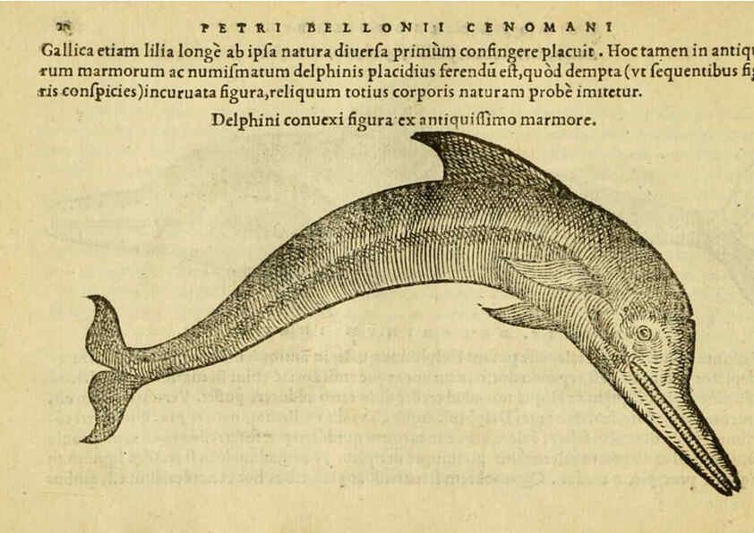 Reproducción/Reproduction 6418669729: Petri Bellonii Cenomani De aquatilibus, libri duo cum [epsilon, iota] conibus ad viuam ipsorum effigiem, quoad eius fieri potuit, expressis ... Parisiis,Apud C. Stephanum,1553