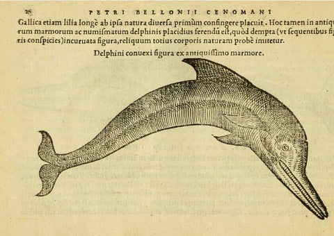 Reproducción/Reproduction 6418669729: Petri Bellonii Cenomani De aquatilibus, libri duo cum [epsilon, iota] conibus ad viuam ipsorum effigiem, quoad eius fieri potuit, expressis ... Parisiis,Apud C. Stephanum,1553