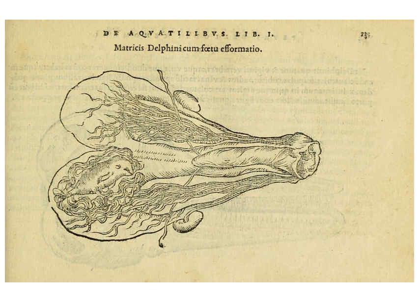 Reproducción/Reproduction 6418670565: Petri Bellonii Cenomani De aquatilibus, libri duo cum [epsilon, iota] conibus ad viuam ipsorum effigiem, quoad eius fieri potuit, expressis ... Parisiis,Apud C. Stephanum,1553