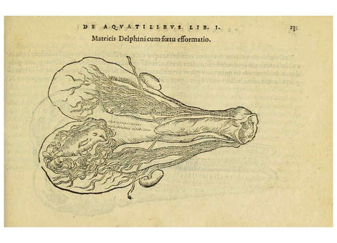 Reproducción/Reproduction 6418670565: Petri Bellonii Cenomani De aquatilibus, libri duo cum [epsilon, iota] conibus ad viuam ipsorum effigiem, quoad eius fieri potuit, expressis ... Parisiis,Apud C. Stephanum,1553