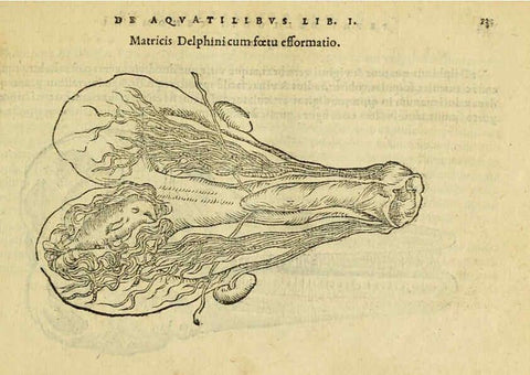 Reproducción/Reproduction 6418670565: Petri Bellonii Cenomani De aquatilibus, libri duo cum [epsilon, iota] conibus ad viuam ipsorum effigiem, quoad eius fieri potuit, expressis ... Parisiis,Apud C. Stephanum,1553
