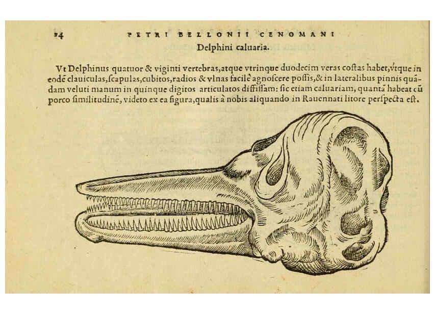Reproducción/Reproduction 6418670887: Petri Bellonii Cenomani De aquatilibus, libri duo cum [epsilon, iota] conibus ad viuam ipsorum effigiem, quoad eius fieri potuit, expressis ... Parisiis,Apud C. Stephanum,1553