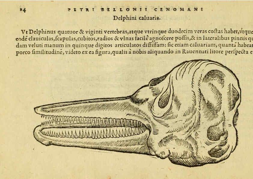 Reproducción/Reproduction 6418670887: Petri Bellonii Cenomani De aquatilibus, libri duo cum [epsilon, iota] conibus ad viuam ipsorum effigiem, quoad eius fieri potuit, expressis ... Parisiis,Apud C. Stephanum,1553