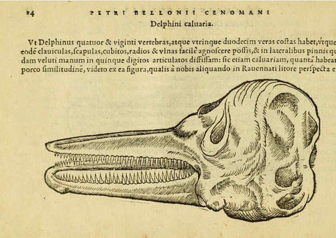 Reproducción/Reproduction 6418670887: Petri Bellonii Cenomani De aquatilibus, libri duo cum [epsilon, iota] conibus ad viuam ipsorum effigiem, quoad eius fieri potuit, expressis ... Parisiis,Apud C. Stephanum,1553