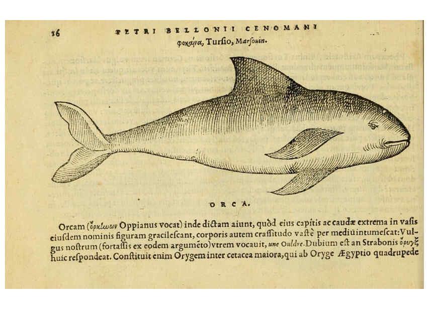 Reproducción/Reproduction 6418671359: Petri Bellonii Cenomani De aquatilibus, libri duo cum [epsilon, iota] conibus ad viuam ipsorum effigiem, quoad eius fieri potuit, expressis ... Parisiis,Apud C. Stephanum,1553