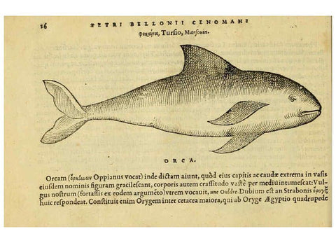 Reproducción/Reproduction 6418671359: Petri Bellonii Cenomani De aquatilibus, libri duo cum [epsilon, iota] conibus ad viuam ipsorum effigiem, quoad eius fieri potuit, expressis ... Parisiis,Apud C. Stephanum,1553