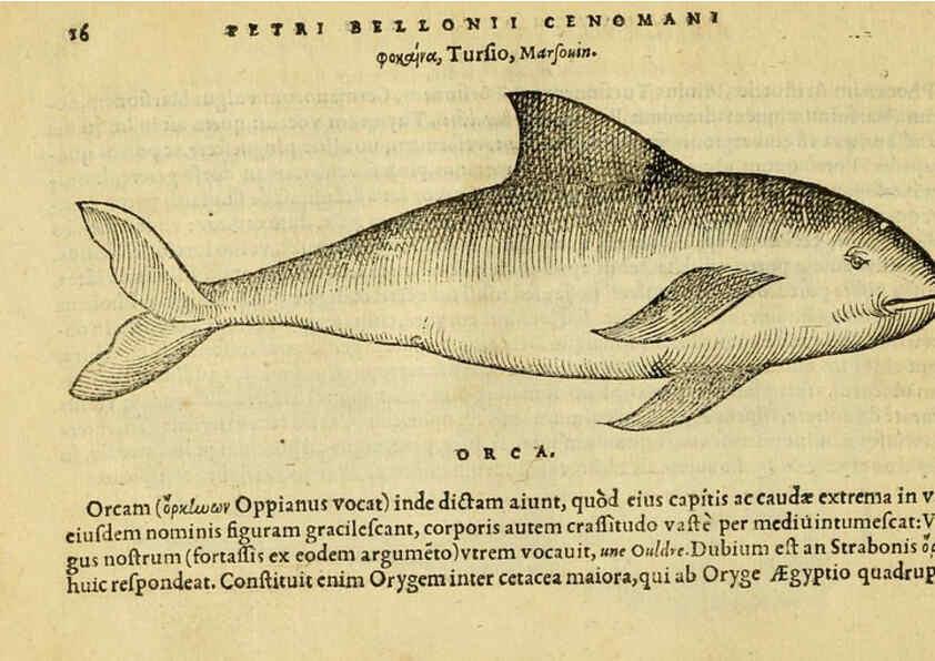 Reproducción/Reproduction 6418671359: Petri Bellonii Cenomani De aquatilibus, libri duo cum [epsilon, iota] conibus ad viuam ipsorum effigiem, quoad eius fieri potuit, expressis ... Parisiis,Apud C. Stephanum,1553