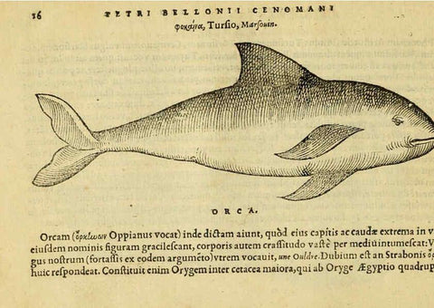 Reproducción/Reproduction 6418671359: Petri Bellonii Cenomani De aquatilibus, libri duo cum [epsilon, iota] conibus ad viuam ipsorum effigiem, quoad eius fieri potuit, expressis ... Parisiis,Apud C. Stephanum,1553