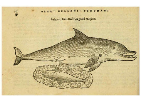 Reproducción/Reproduction 6418671645: Petri Bellonii Cenomani De aquatilibus, libri duo cum [epsilon, iota] conibus ad viuam ipsorum effigiem, quoad eius fieri potuit, expressis ... Parisiis,Apud C. Stephanum,1553