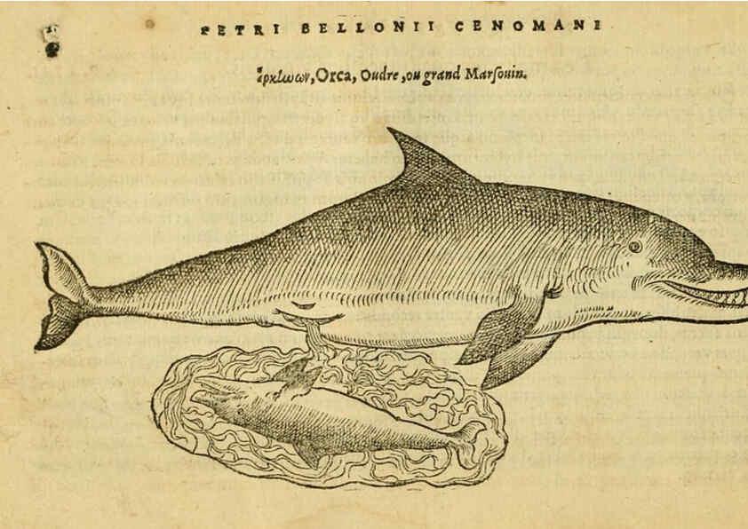 Reproducción/Reproduction 6418671645: Petri Bellonii Cenomani De aquatilibus, libri duo cum [epsilon, iota] conibus ad viuam ipsorum effigiem, quoad eius fieri potuit, expressis ... Parisiis,Apud C. Stephanum,1553