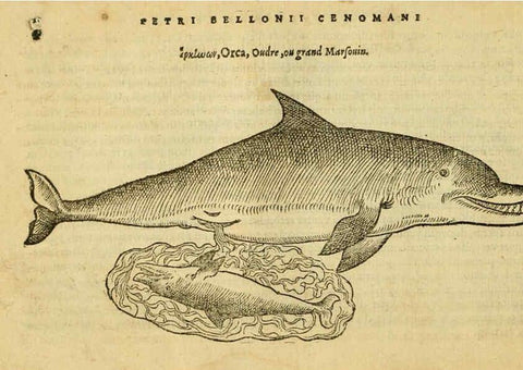 Reproducción/Reproduction 6418671645: Petri Bellonii Cenomani De aquatilibus, libri duo cum [epsilon, iota] conibus ad viuam ipsorum effigiem, quoad eius fieri potuit, expressis ... Parisiis,Apud C. Stephanum,1553