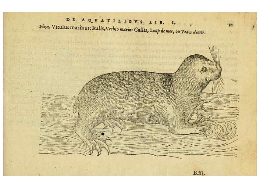 Reproducción/Reproduction 6418672107: Petri Bellonii Cenomani De aquatilibus, libri duo cum [epsilon, iota] conibus ad viuam ipsorum effigiem, quoad eius fieri potuit, expressis ... Parisiis,Apud C. Stephanum,1553