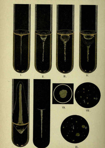 Reproducción/Reproduction 6418478385: Atlas and essentials of bacteriology New York :William Wood & Co.,1897 