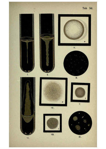 Reproducción/Reproduction 6418477891: Atlas and essentials of bacteriology New York :William Wood & Co.,1897 