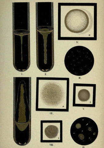 Reproducción/Reproduction 6418477891: Atlas and essentials of bacteriology New York :William Wood & Co.,1897 