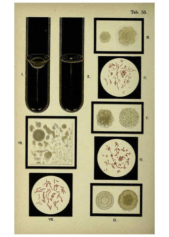 Reproducción/Reproduction 6418477429: Atlas and essentials of bacteriology New York :William Wood & Co.,1897 