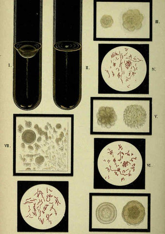 Reproducción/Reproduction 6418477429: Atlas and essentials of bacteriology New York :William Wood & Co.,1897 