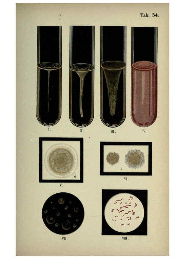 Reproducción/Reproduction 6418476967: Atlas and essentials of bacteriology New York :William Wood & Co.,1897 