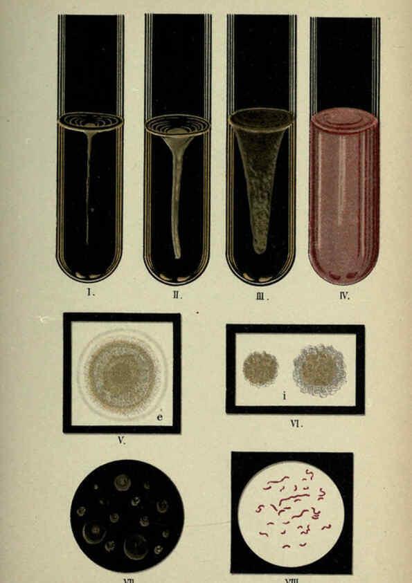 Reproducción/Reproduction 6418476967: Atlas and essentials of bacteriology New York :William Wood & Co.,1897 