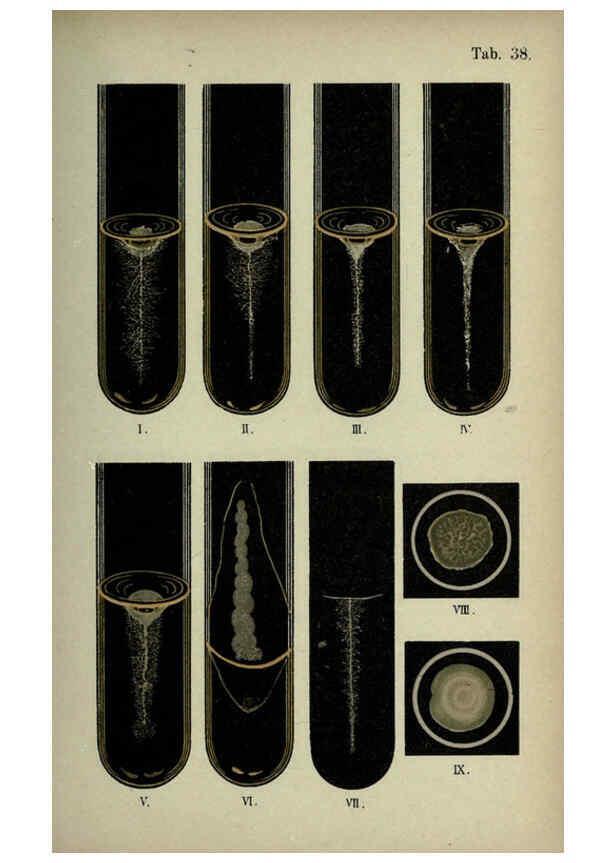 Reproducción/Reproduction 6418468031: Atlas and essentials of bacteriology New York :William Wood & Co.,1897 