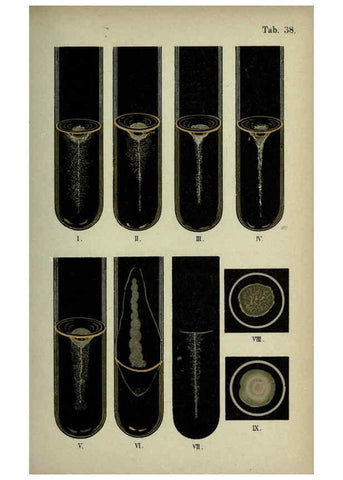 Reproducción/Reproduction 6418468031: Atlas and essentials of bacteriology New York :William Wood & Co.,1897 