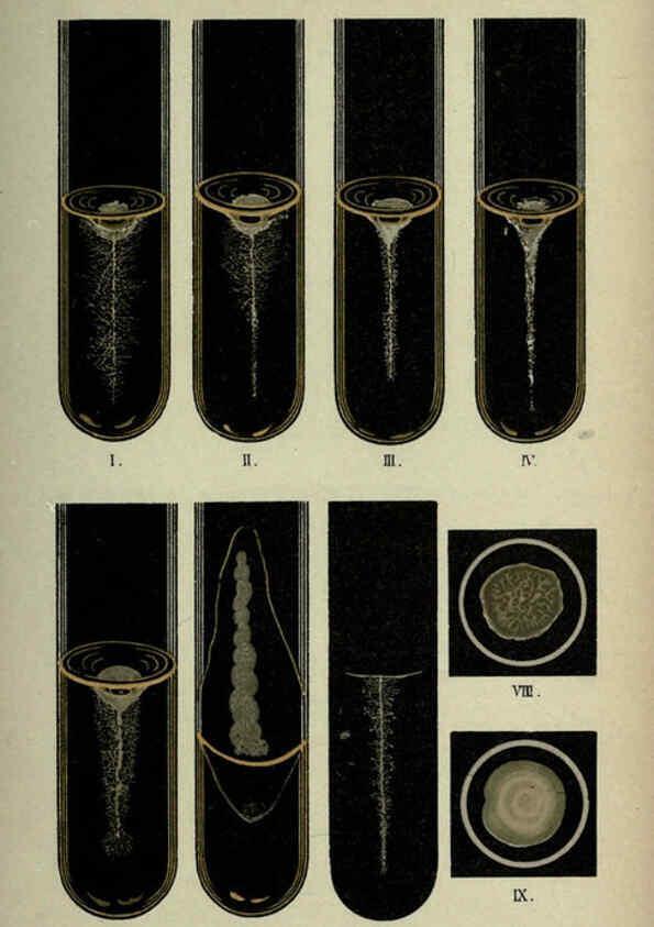 Reproducción/Reproduction 6418468031: Atlas and essentials of bacteriology New York :William Wood & Co.,1897 