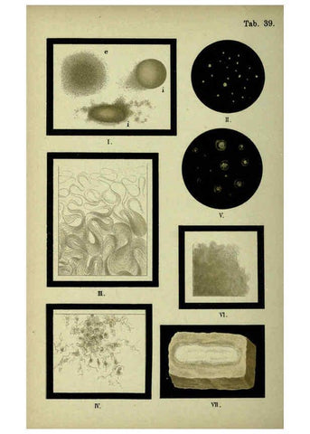 Reproducción/Reproduction 6418468481: Atlas and essentials of bacteriology New York :William Wood & Co.,1897 