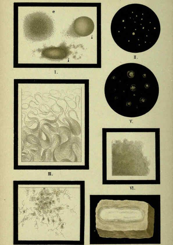Reproducción/Reproduction 6418468481: Atlas and essentials of bacteriology New York :William Wood & Co.,1897 