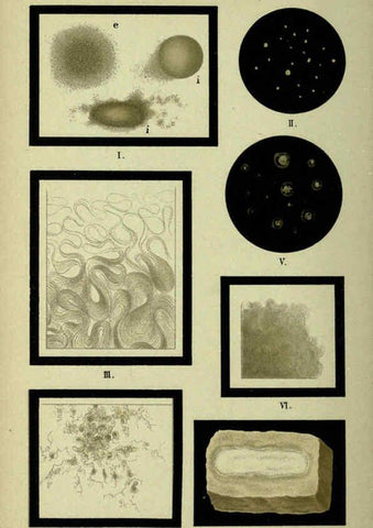 Reproducción/Reproduction 6418468481: Atlas and essentials of bacteriology New York :William Wood & Co.,1897 