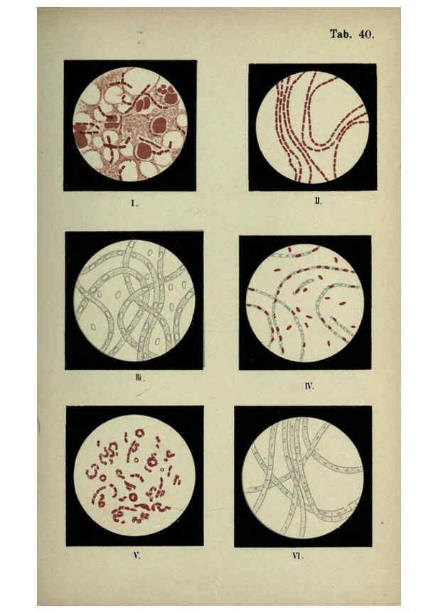 Reproducción/Reproduction 6418469031: Atlas and essentials of bacteriology New York :William Wood & Co.,1897 
