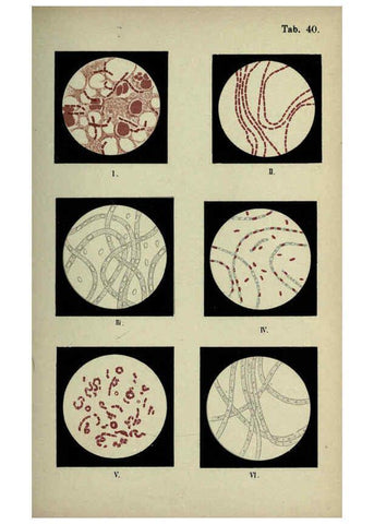 Reproducción/Reproduction 6418469031: Atlas and essentials of bacteriology New York :William Wood & Co.,1897 