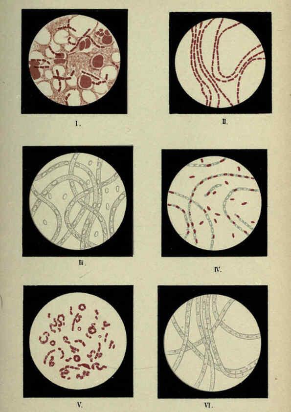 Reproducción/Reproduction 6418469031: Atlas and essentials of bacteriology New York :William Wood & Co.,1897 