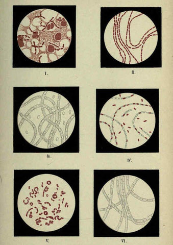 Reproducción/Reproduction 6418469031: Atlas and essentials of bacteriology New York :William Wood & Co.,1897 