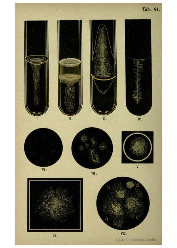 Reproducción/Reproduction 6418469653: Atlas and essentials of bacteriology New York :William Wood & Co.,1897 