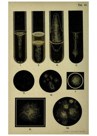 Reproducción/Reproduction 6418469653: Atlas and essentials of bacteriology New York :William Wood & Co.,1897 