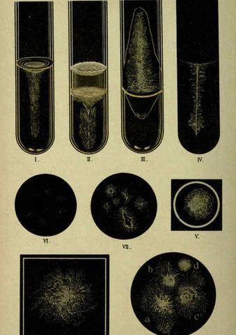 Reproducción/Reproduction 6418469653: Atlas and essentials of bacteriology New York :William Wood & Co.,1897 