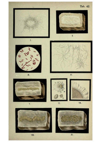 Reproducción/Reproduction 6418470247: Atlas and essentials of bacteriology New York :William Wood & Co.,1897 