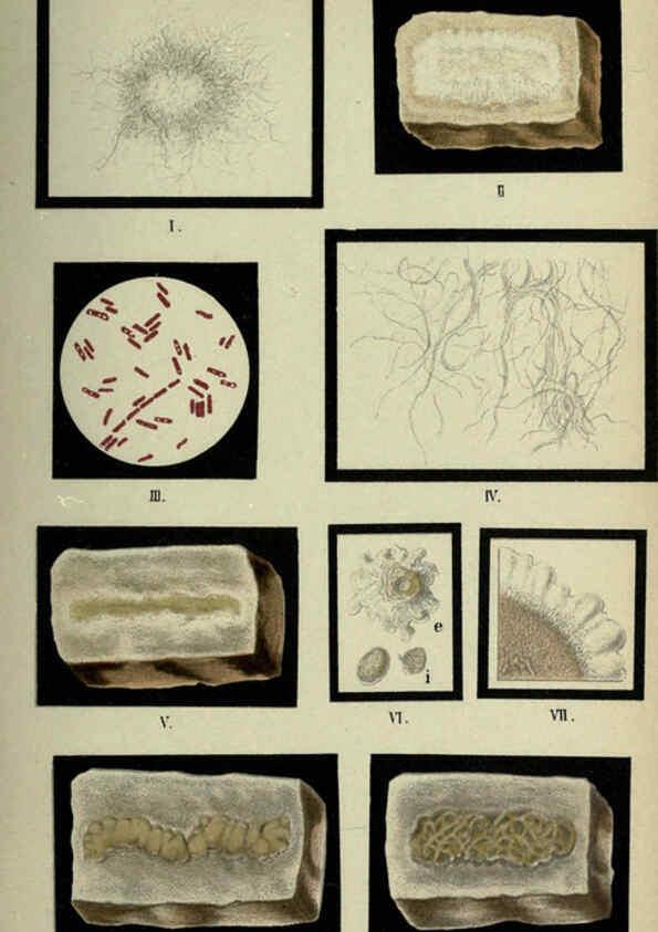 Reproducción/Reproduction 6418470247: Atlas and essentials of bacteriology New York :William Wood & Co.,1897 