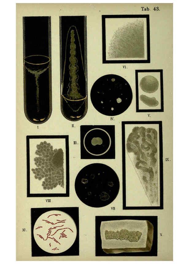 Reproducción/Reproduction 6418470849: Atlas and essentials of bacteriology New York :William Wood & Co.,1897 