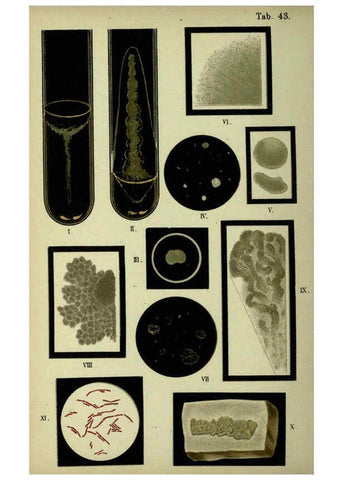 Reproducción/Reproduction 6418470849: Atlas and essentials of bacteriology New York :William Wood & Co.,1897 
