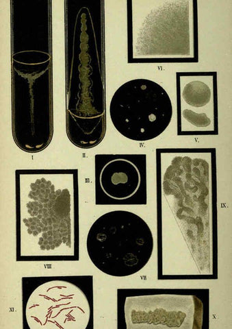 Reproducción/Reproduction 6418470849: Atlas and essentials of bacteriology New York :William Wood & Co.,1897 